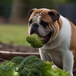 Can Dogs Eat Broccoli?