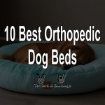 10 Best Orthopedic Dog Beds