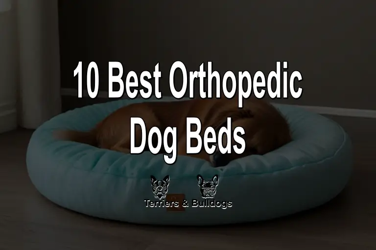 10 Best Orthopedic Dog Beds