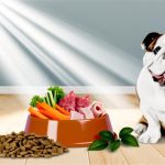 Bulldog Basics: The Best Diet for a Healthy, Happy Pup