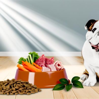 Bulldog Basics: The Best Diet for a Healthy, Happy Pup