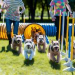 Terriers in Action: Top Training Techniques for Active Dogs